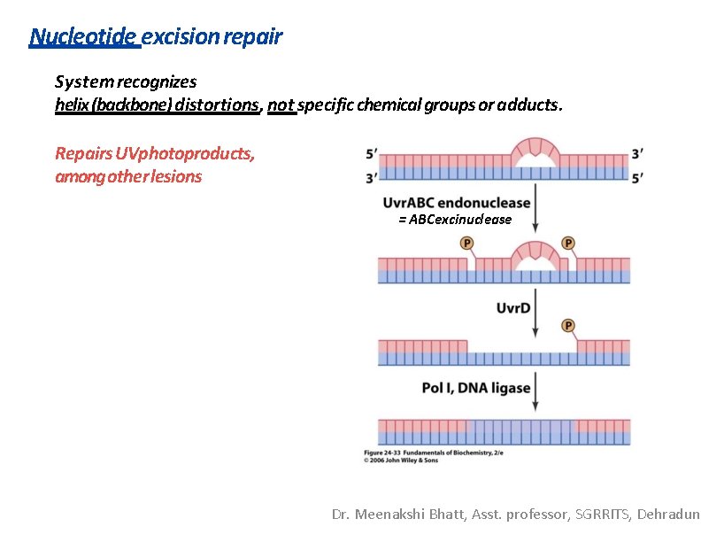 Nucleotide excision repair System recognizes helix (backbone) distortions, not specific chemical groups or adducts.