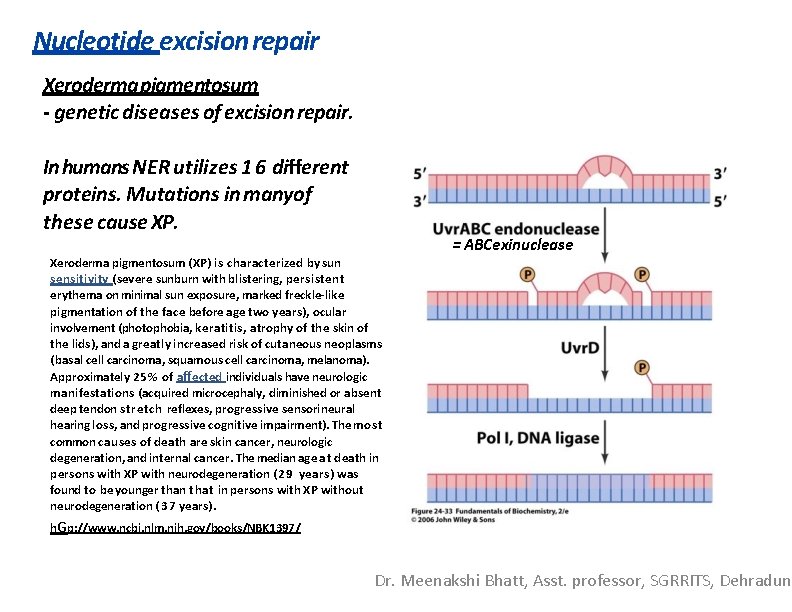 Nucleotide excision repair Xeroderma pigmentosum - genetic diseases of excision repair. In humans NER