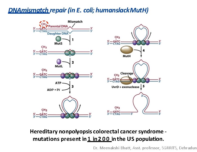 DNAmismatch repair (in E. coli; humanslack Mut. H) ADP + Pi Hereditary nonpolyopsis colorectal