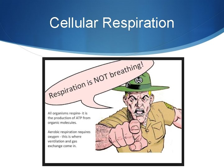 Cellular Respiration 