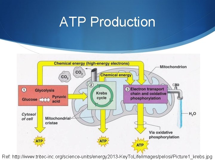 ATP Production Ref: http: //www. tritec-inc. org/science-units/energy 2013 -Key. To. Life/images/pelosi/Picture 1_krebs. jpg 