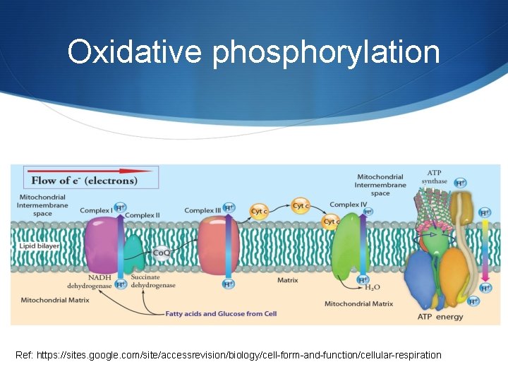 Oxidative phosphorylation Ref: https: //sites. google. com/site/accessrevision/biology/cell-form-and-function/cellular-respiration 