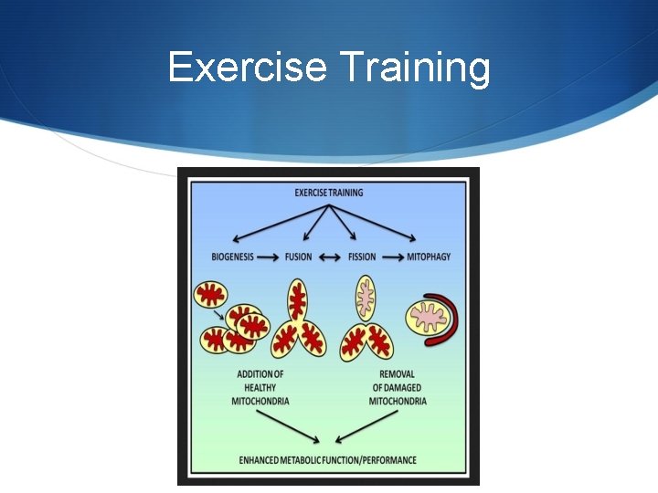 Exercise Training 