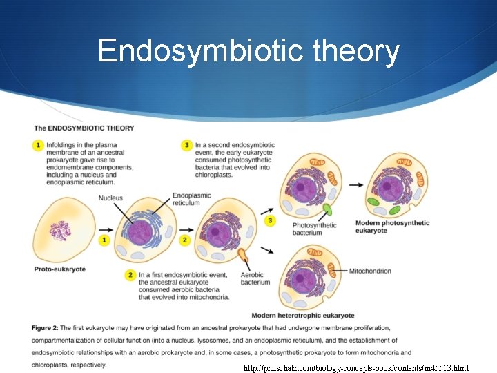 Endosymbiotic theory http: //philschatz. com/biology-concepts-book/contents/m 45513. html 