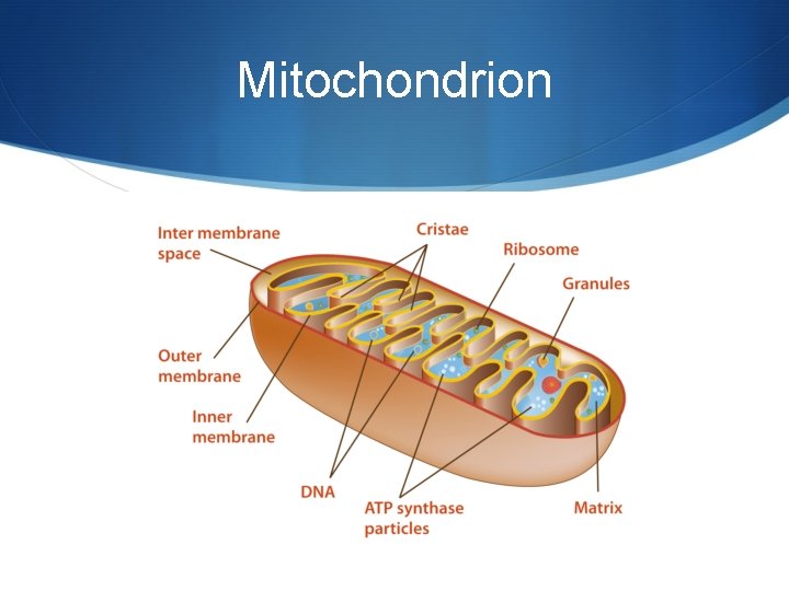 Mitochondrion 