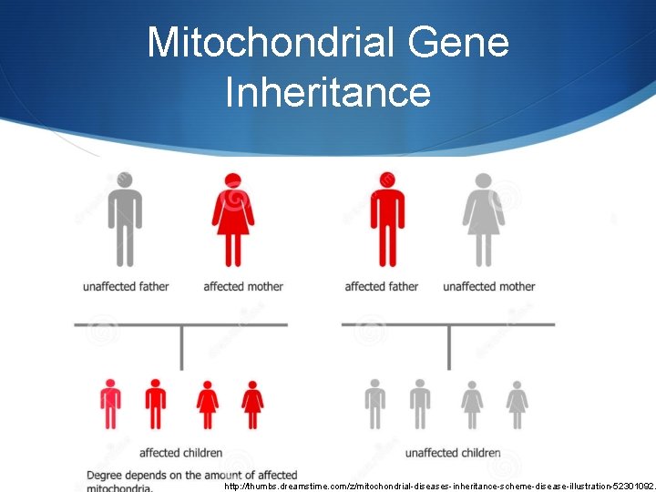 Mitochondrial Gene Inheritance http: //thumbs. dreamstime. com/z/mitochondrial-diseases-inheritance-scheme-disease-illustration-52301092. 