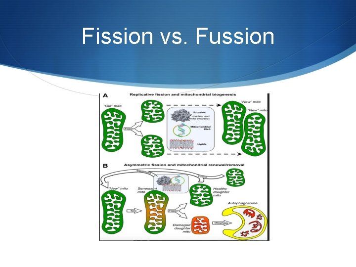 Fission vs. Fussion 
