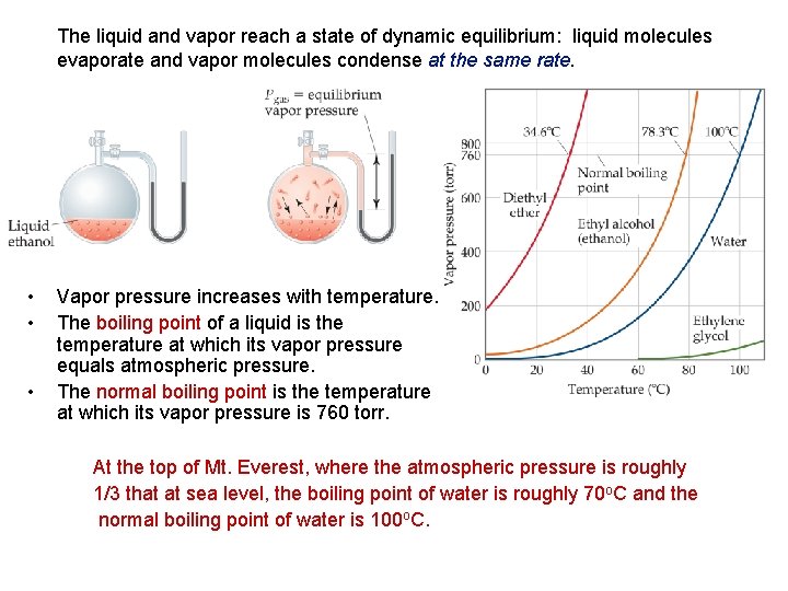 The liquid and vapor reach a state of dynamic equilibrium: liquid molecules evaporate and