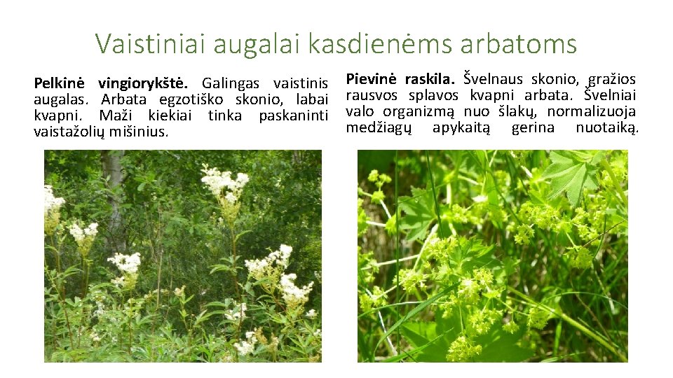 Vaistiniai augalai kasdienėms arbatoms Pelkinė vingiorykštė. Galingas vaistinis augalas. Arbata egzotiško skonio, labai kvapni.