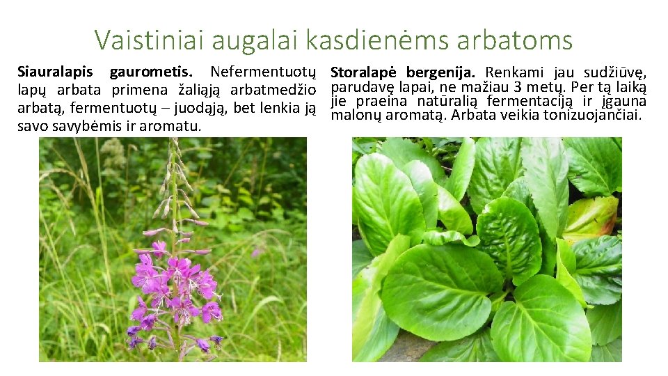 Vaistiniai augalai kasdienėms arbatoms Siauralapis gaurometis. Nefermentuotų lapų arbata primena žaliąją arbatmedžio arbatą, fermentuotų