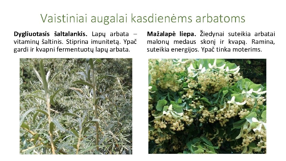 Vaistiniai augalai kasdienėms arbatoms Dygliuotasis šaltalankis. Lapų arbata – vitaminų šaltinis. Stiprina imunitetą. Ypač