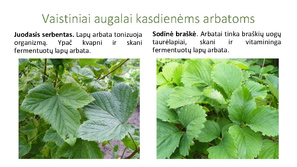 Vaistiniai augalai kasdienėms arbatoms Juodasis serbentas. Lapų arbata tonizuoja organizmą. Ypač kvapni ir skani