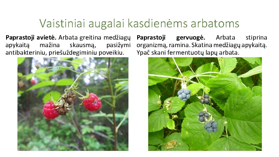 Vaistiniai augalai kasdienėms arbatoms Paprastoji avietė. Arbata greitina medžiagų Paprastoji gervuogė. Arbata stiprina apykaitą