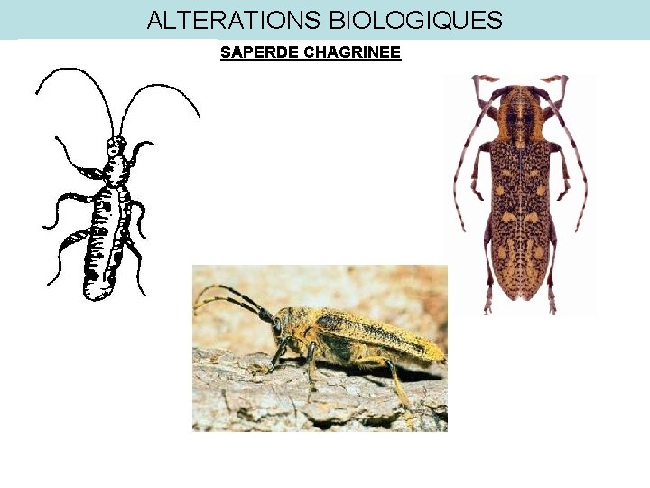 ALTERATIONS BIOLOGIQUES SAPERDE CHAGRINEE 