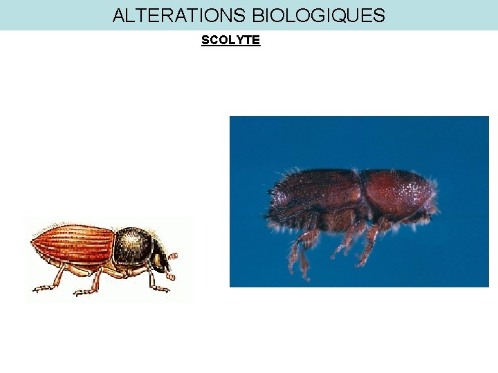 ALTERATIONS BIOLOGIQUES SCOLYTE 