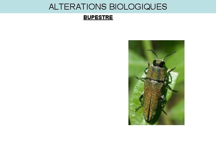 ALTERATIONS BIOLOGIQUES BUPESTRE 