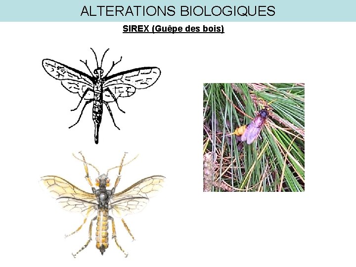 ALTERATIONS BIOLOGIQUES SIREX (Guêpe des bois) 