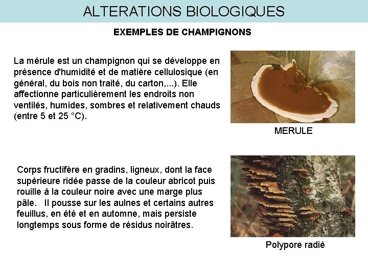 ALTERATIONS BIOLOGIQUES EXEMPLES DE CHAMPIGNONS La mérule est un champignon qui se développe en