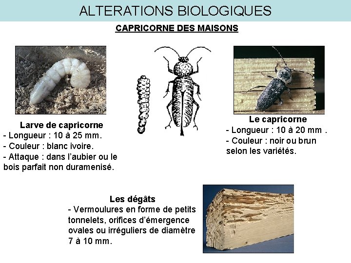 ALTERATIONS BIOLOGIQUES CAPRICORNE DES MAISONS Larve de capricorne - Longueur : 10 à 25