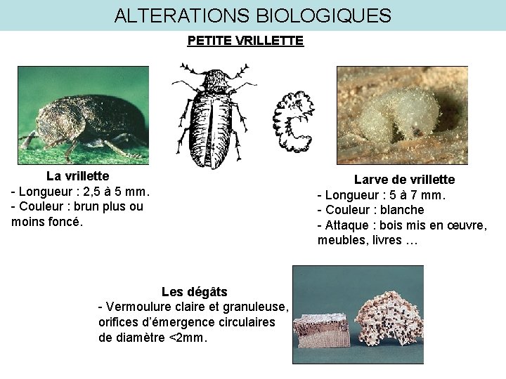 ALTERATIONS BIOLOGIQUES PETITE VRILLETTE La vrillette - Longueur : 2, 5 à 5 mm.