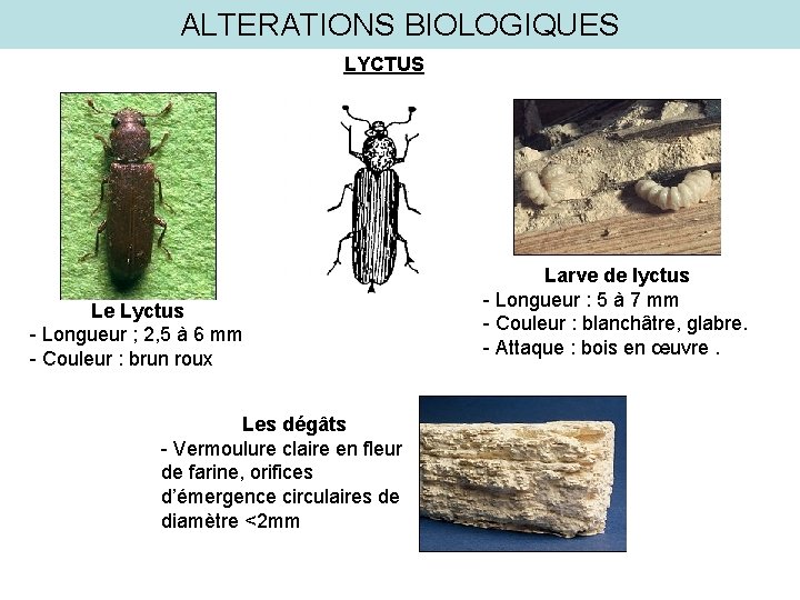 ALTERATIONS BIOLOGIQUES LYCTUS Le Lyctus - Longueur ; 2, 5 à 6 mm -
