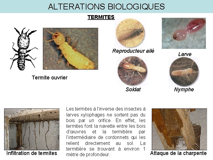 ALTERATIONS BIOLOGIQUES TERMITES Reproducteur ailé Larve Termite ouvrier Soldat Infiltration de termites Nymphe Les