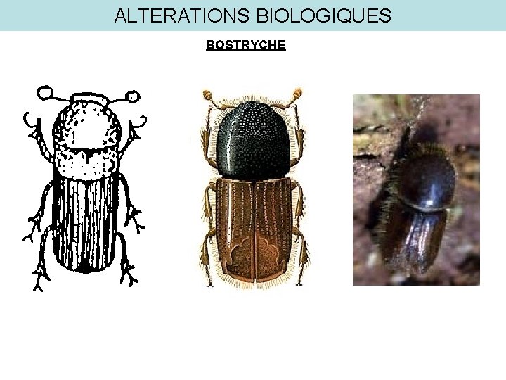 ALTERATIONS BIOLOGIQUES BOSTRYCHE 