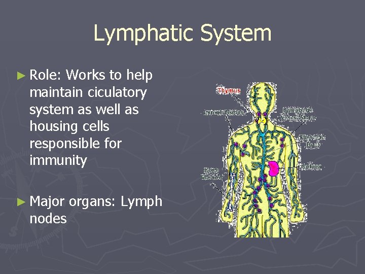 Lymphatic System ► Role: Works to help maintain ciculatory system as well as housing