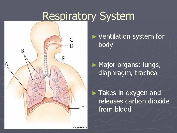 Respiratory System ► Ventilation body system for ► Major organs: lungs, diaphragm, trachea ►