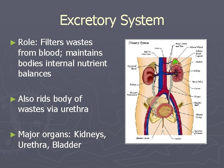 Excretory System ► Role: Filters wastes from blood; maintains bodies internal nutrient balances ►