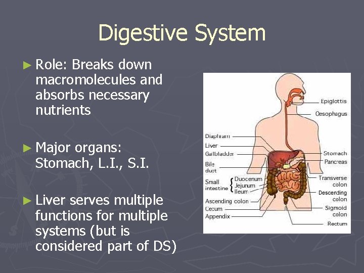 Introduction to Human Body Systems Circulatory system Role