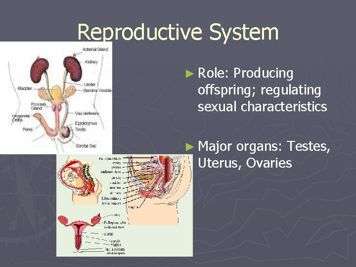 Reproductive System ► Role: Producing offspring; regulating sexual characteristics ► Major organs: Testes, Uterus,