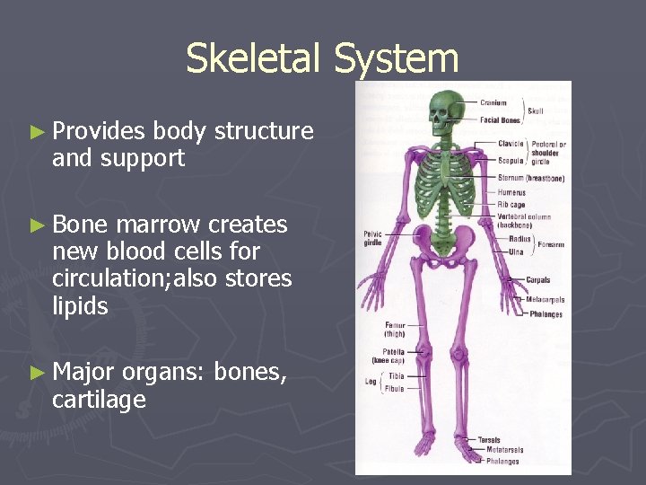 Skeletal System ► Provides body structure and support ► Bone marrow creates new blood