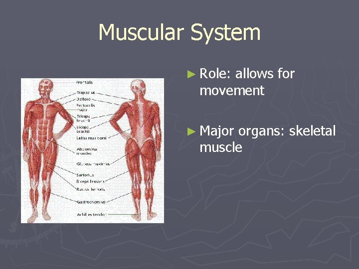 Muscular System ► Role: allows for movement ► Major organs: skeletal muscle 