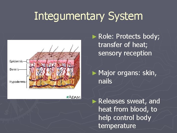 Integumentary System ► Role: Protects body; transfer of heat; sensory reception ► Major nails