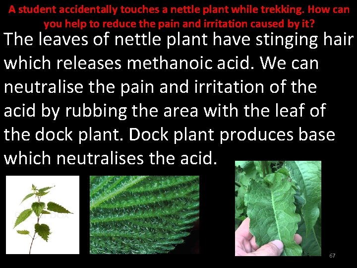 A student accidentally touches a nettle plant while trekking. How can you help to