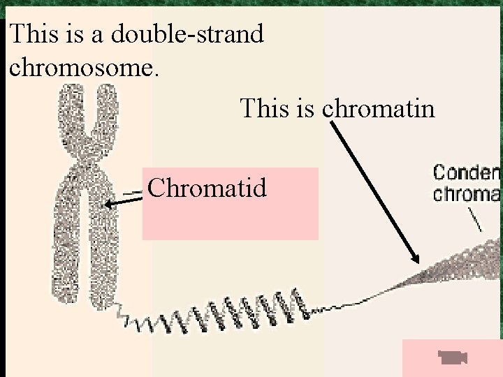 This is a double-strand chromosome. This is chromatin Chromatid 