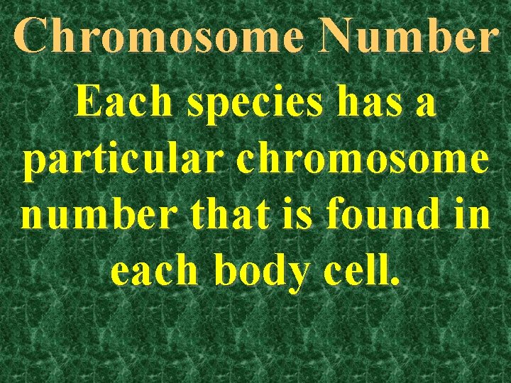Chromosome Number Each species has a particular chromosome number that is found in each