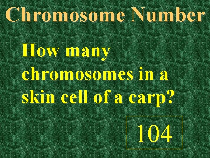 Chromosome Number How many chromosomes in a skin cell of a carp? 104 