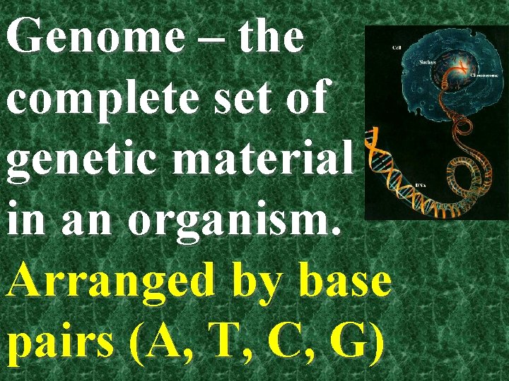 Genome – the complete set of genetic material in an organism. Arranged by base