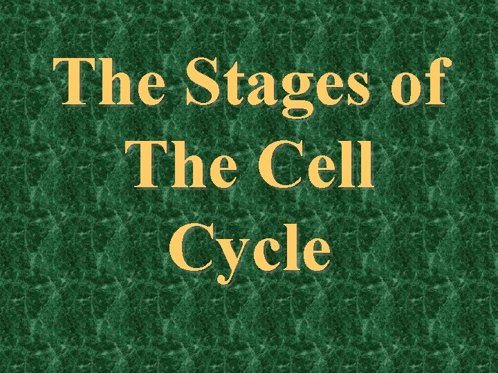 The Stages of The Cell Cycle 
