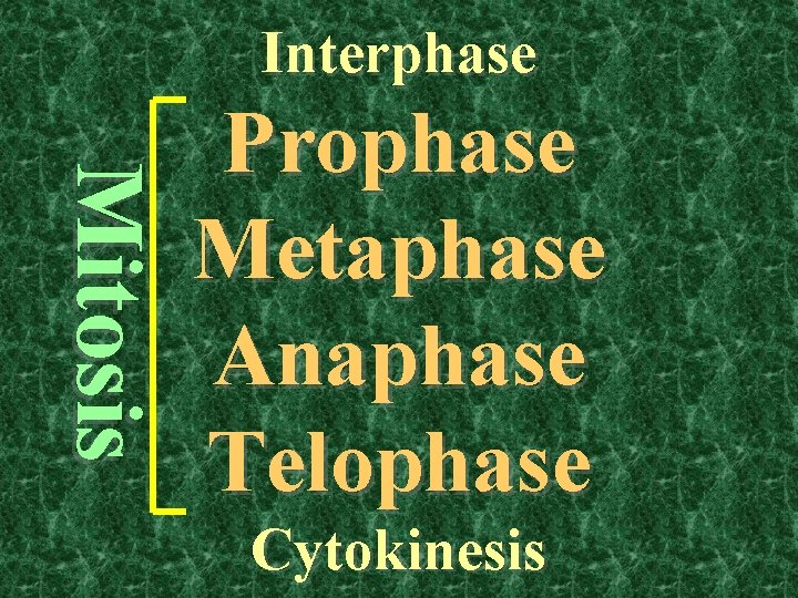 Interphase Mitosis Prophase Metaphase Anaphase Telophase Cytokinesis 