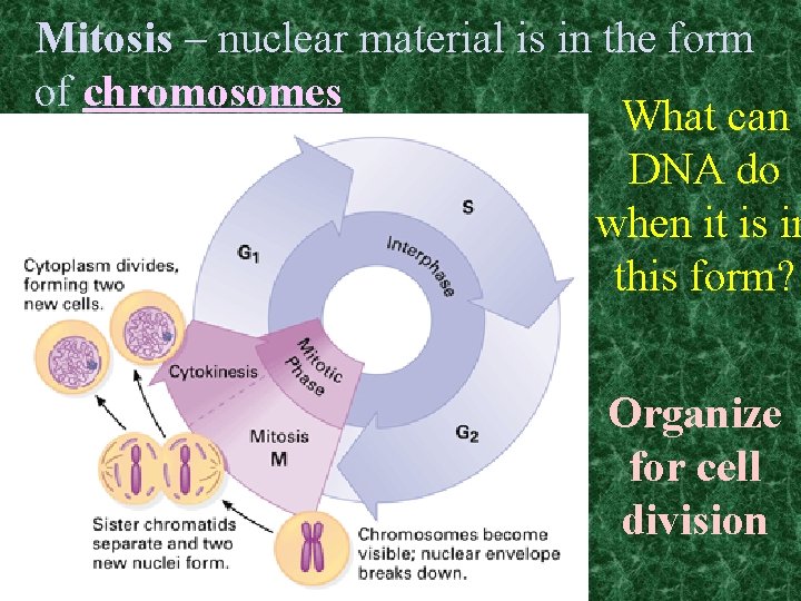 Mitosis – nuclear material is in the form of chromosomes What can DNA do
