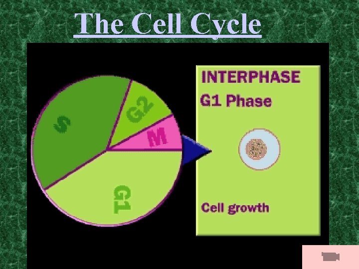The Cell Cycle 
