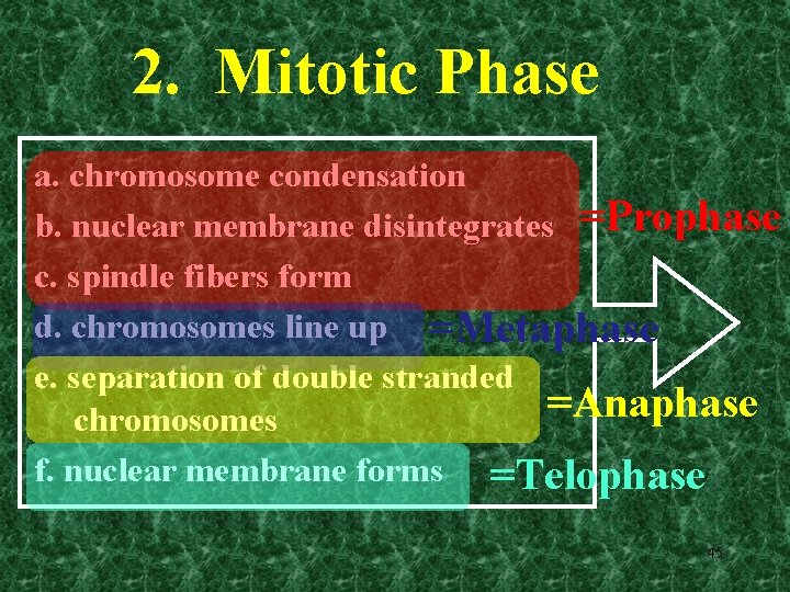 2. Mitotic Phase a. chromosome condensation b. nuclear membrane disintegrates =Prophase c. spindle fibers