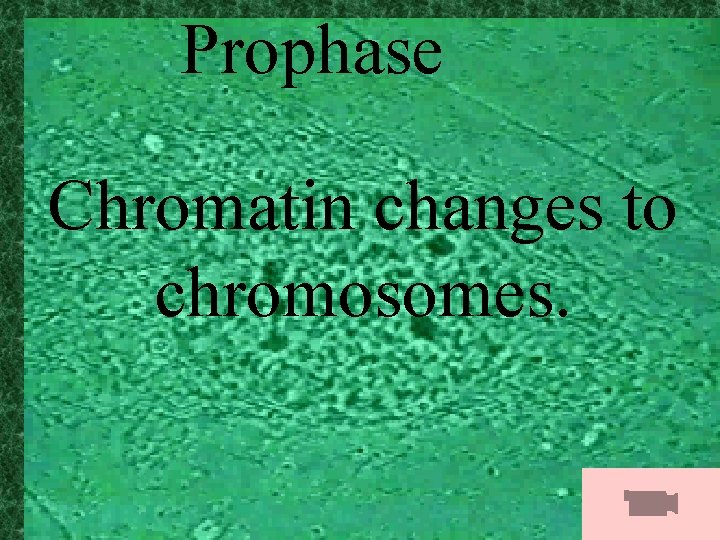 Prophase Chromatin changes to chromosomes. 