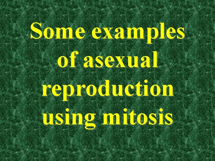 Some examples of asexual reproduction using mitosis 