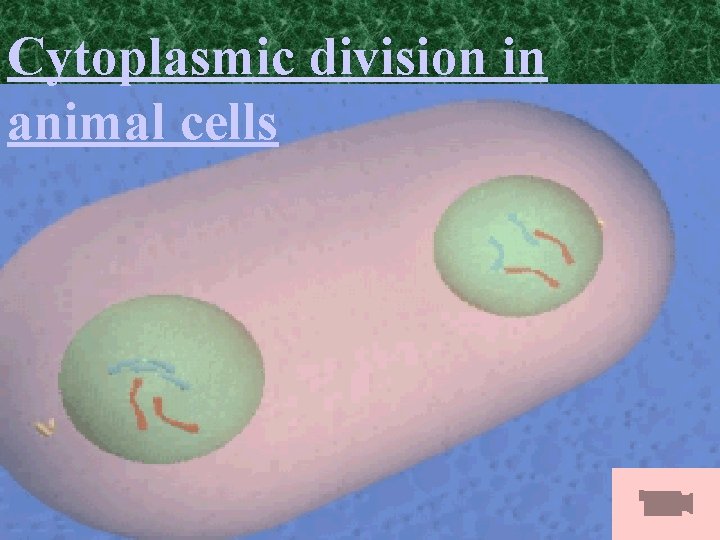 Cytoplasmic division in animal cells 