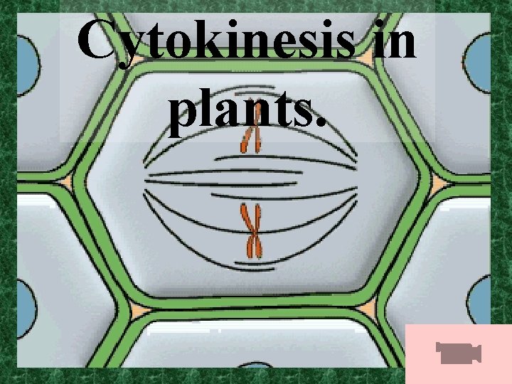 Cytokinesis in plants. 
