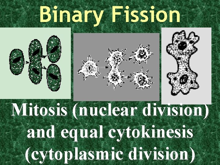Binary Fission Mitosis (nuclear division) and equal cytokinesis (cytoplasmic division) 
